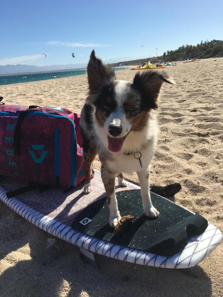 50241554_565173300616369_2258576803926900736_n